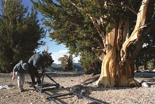 Sur le tournage de Arbres - Mathusalem