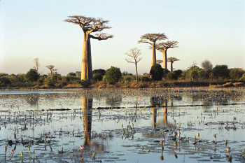 Arbre de Roubil et Bruneau