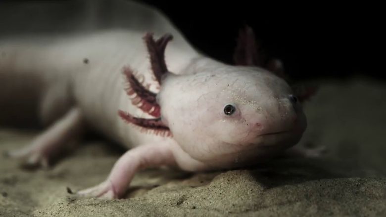 Axolotl de Olivier Smolders