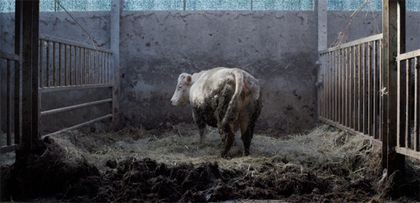 Belgian Blue de Yasmine Versteele