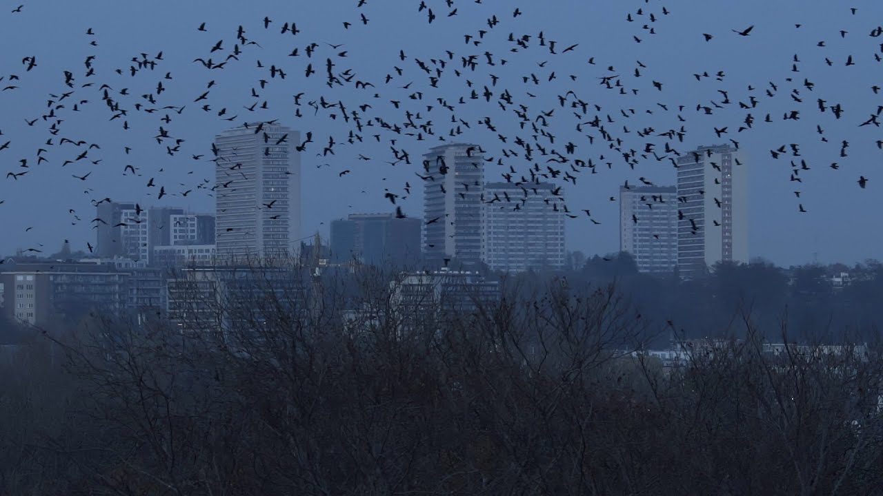Bruxelles sauvage : le retour des corbeaux, de Bernard Crutzen