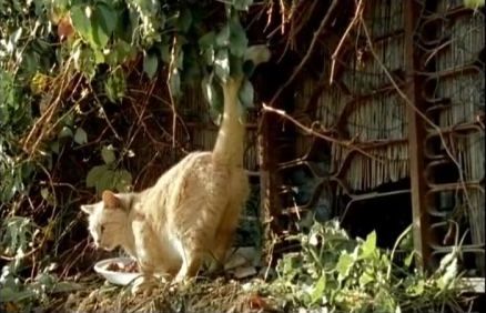 Chats errants (Zones temporaires d'inutilité), de Yaël André