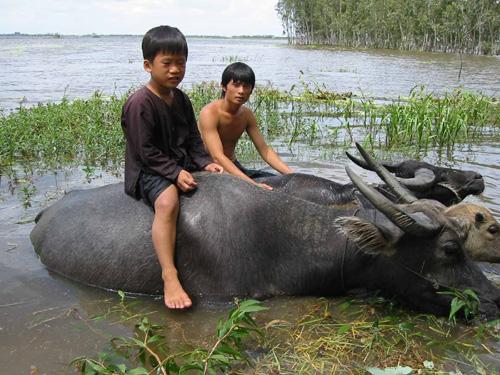 Le gardien de buffles de Nghiem-Minh Nguyen-Vo