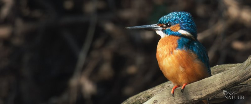 Notre nature, de Maria Lise Van Lente, Dick Harrewijn et Pim Niesten