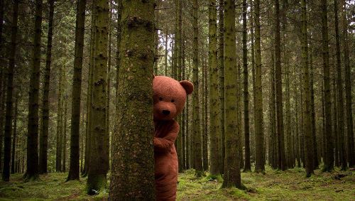 L’Ours noir de Méryl Fortunat-Rossi et Xavier Seron 