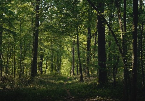 Wild Women de Cécile Mavet