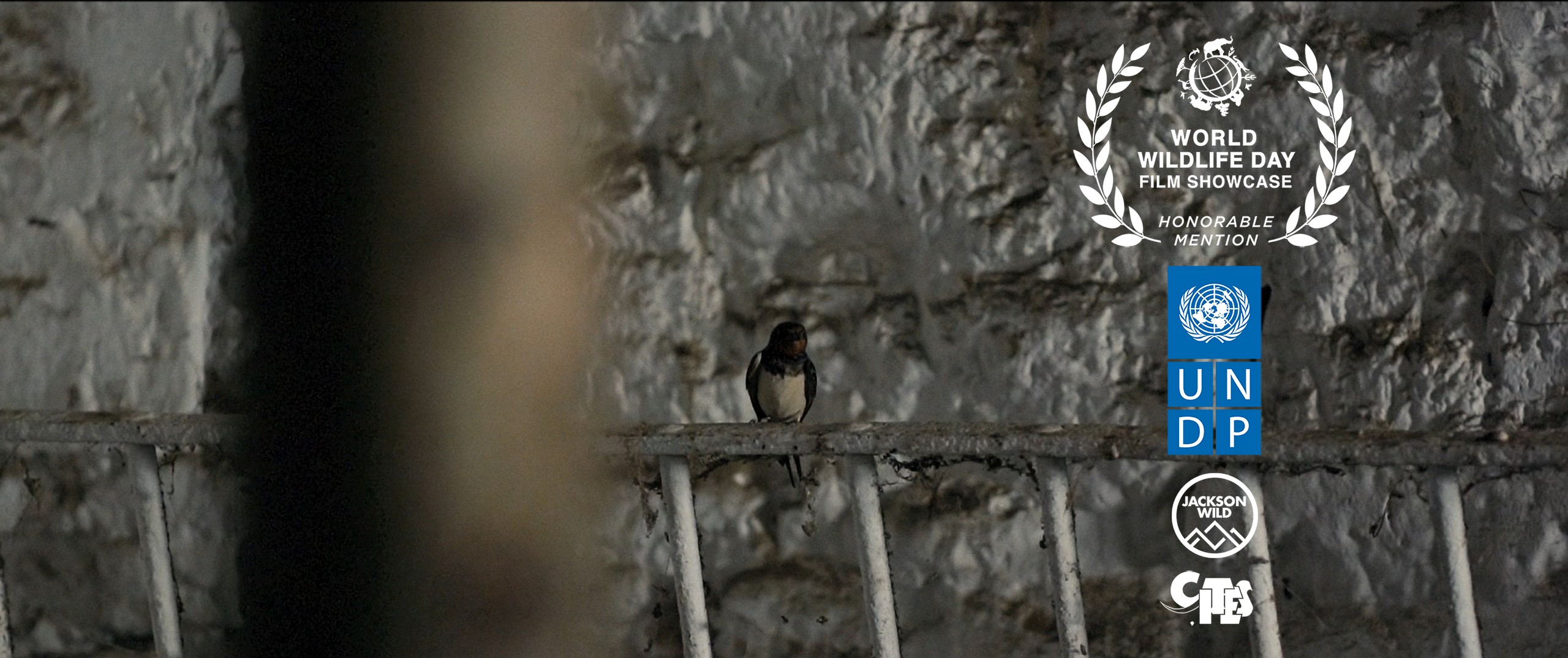 Un réalisateur belge primé par les Nations-Unies - 