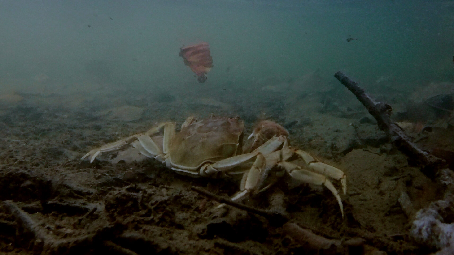 Rétrospective de Dominique Loreau à la CINEMATEK - 
