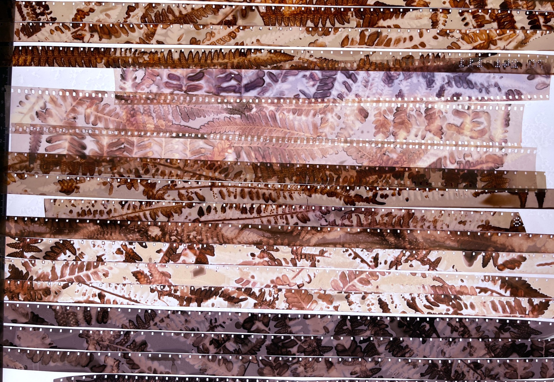 Zorobabel: atelier d’initiation à la technique des phytogrammes sur pellicule 16 mm - 