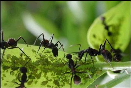 Attaville de Gérald Calderon - 