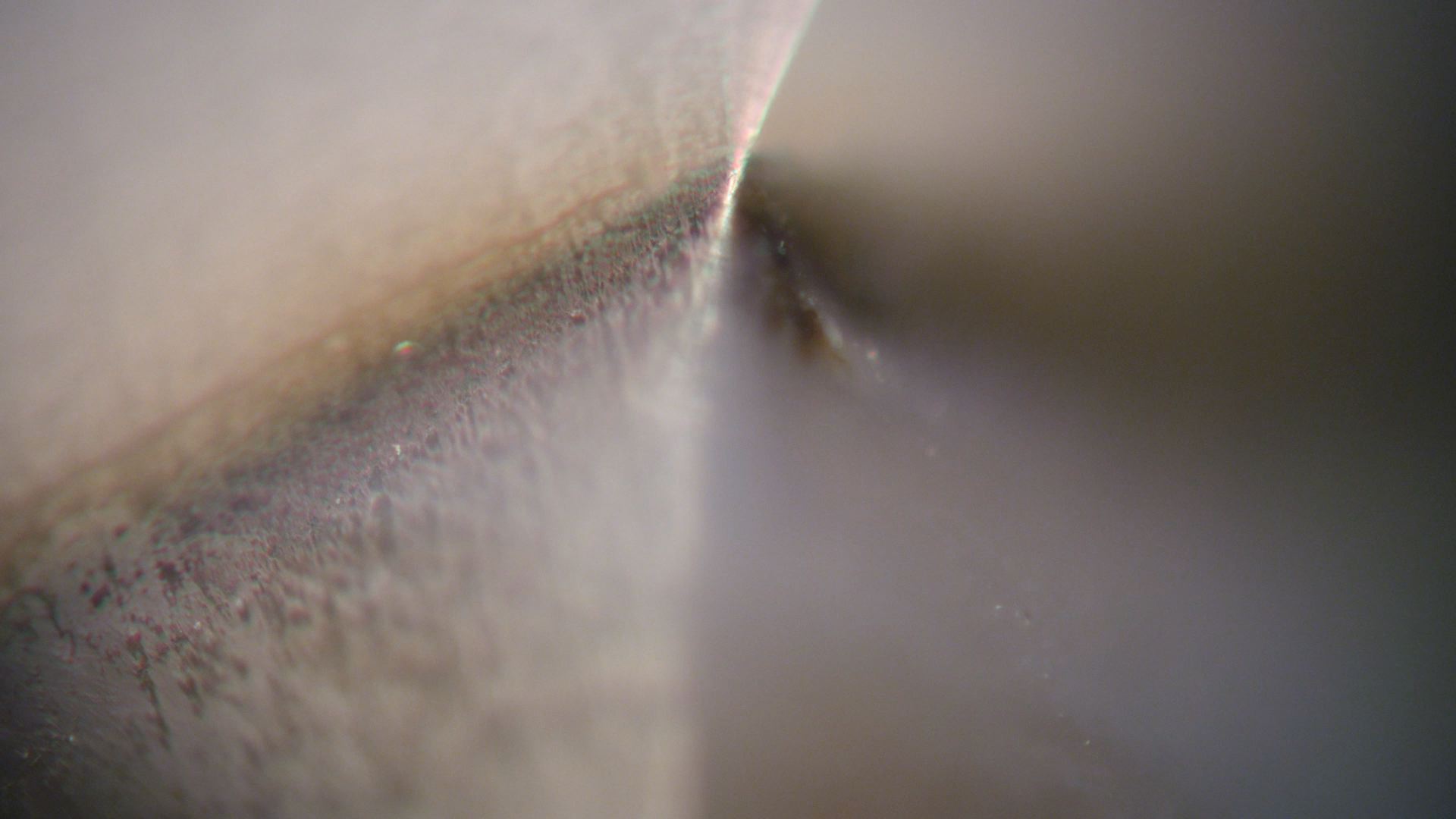 Couverture du film Cavalcade