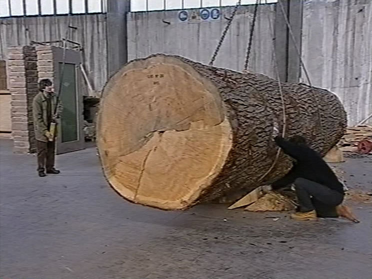 Couverture du film Giuseppe Penone, les chemins de la main