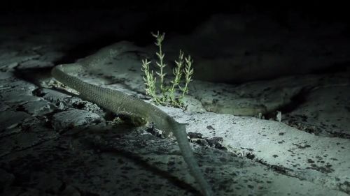 Couverture du film Il segreto del serpente