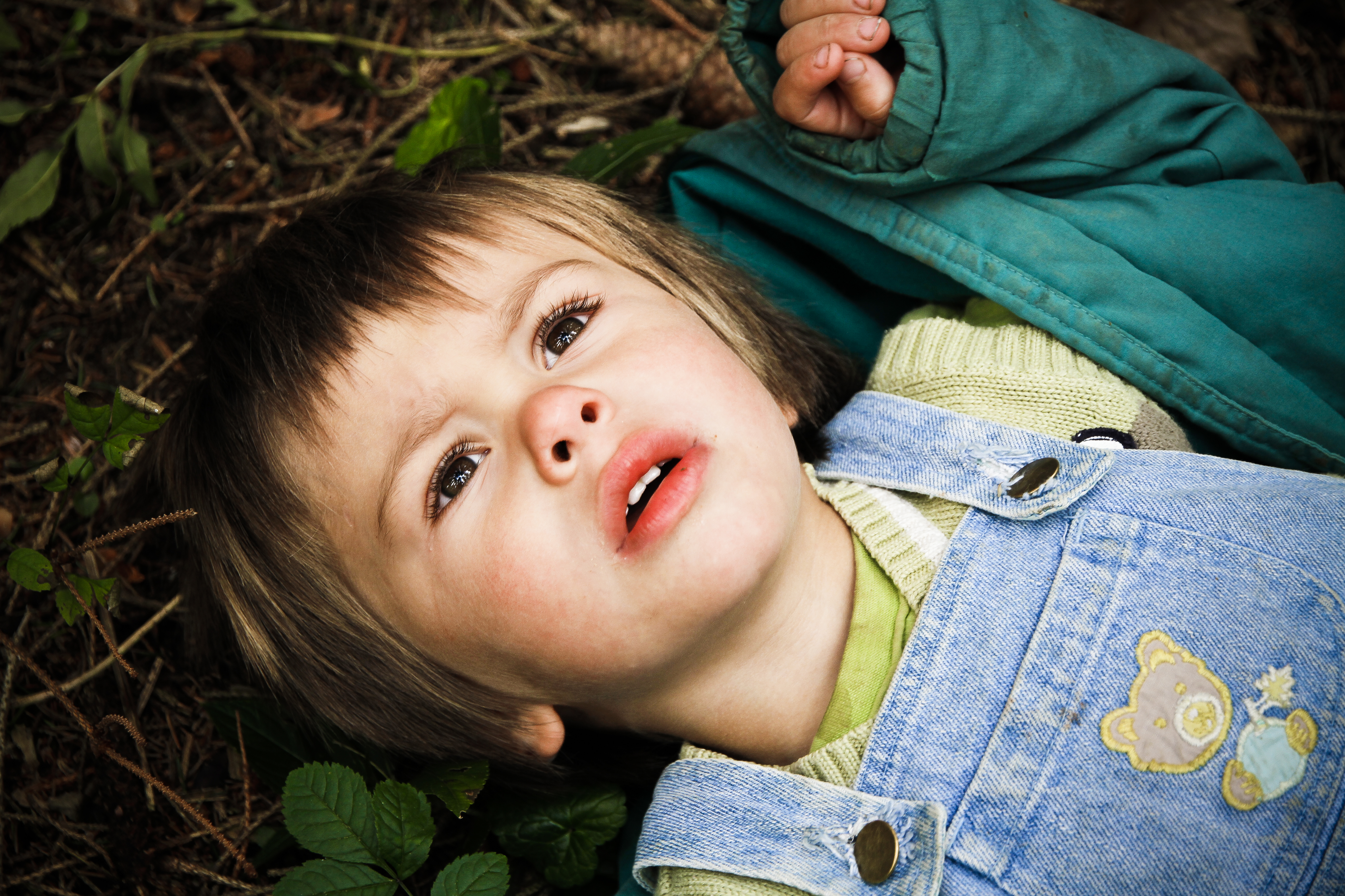 Couverture du film Ma forêt