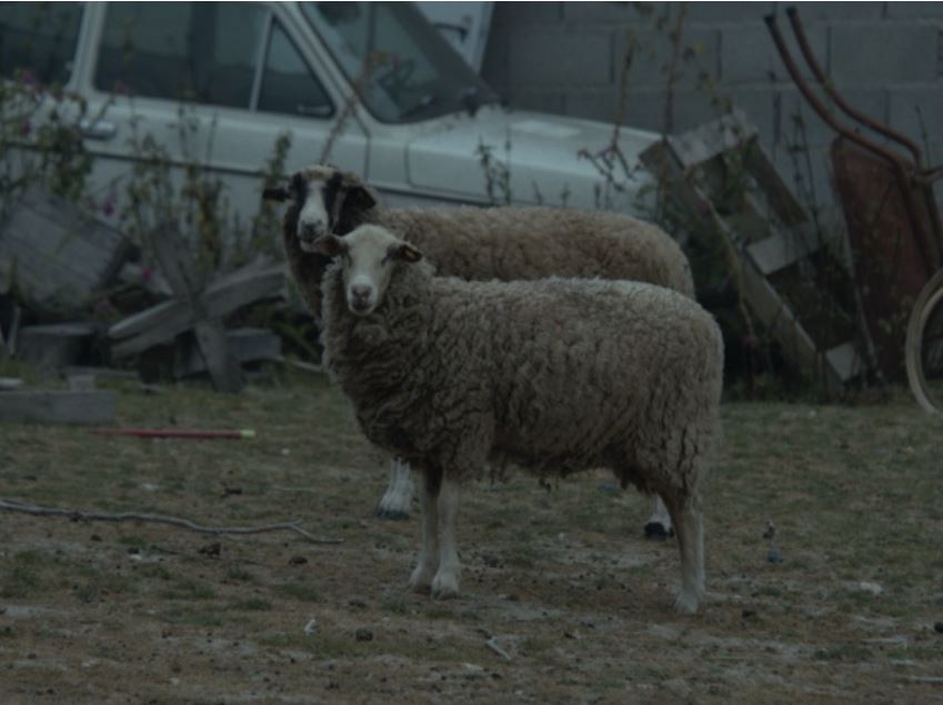 Couverture du film Romanticisme