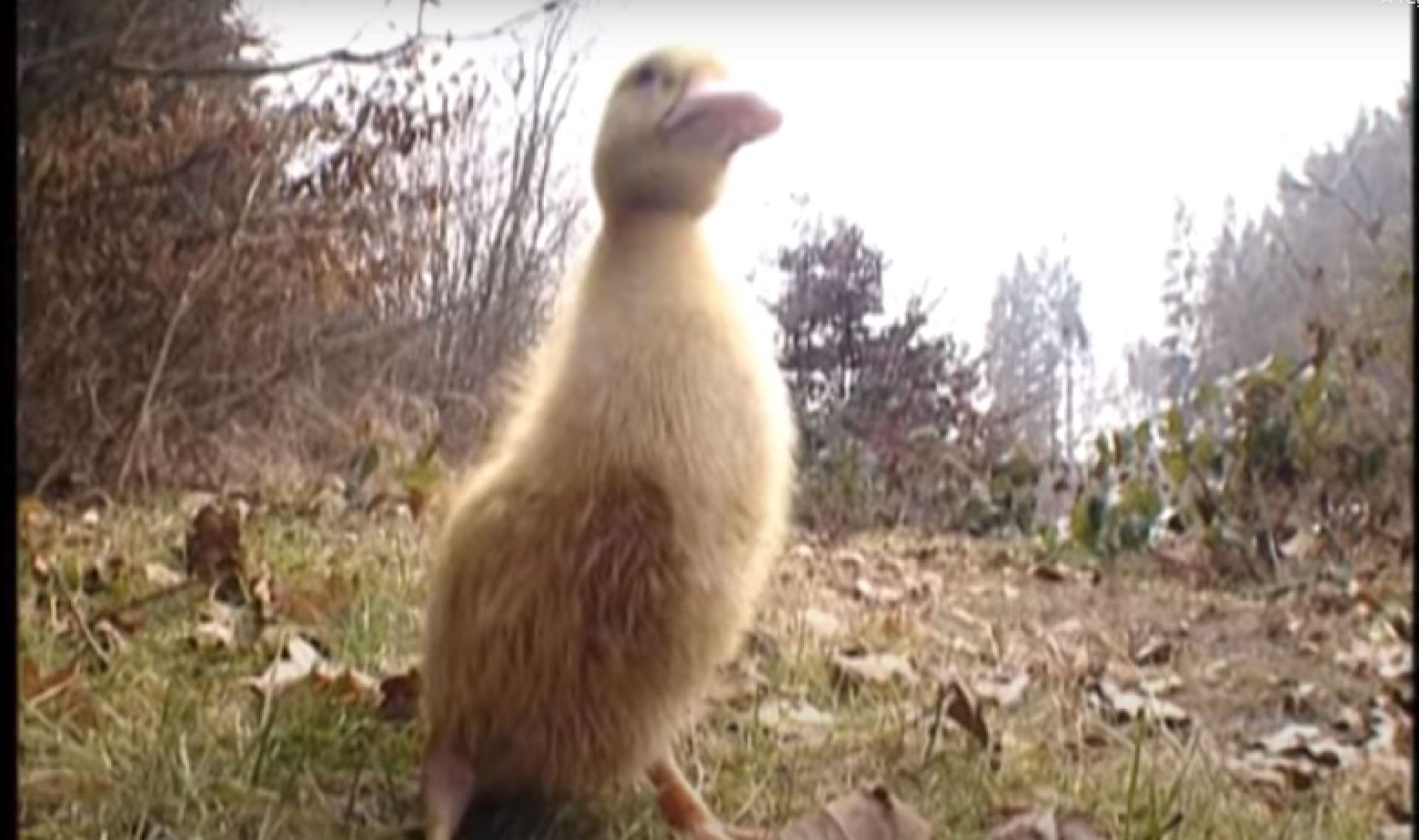 Photo du film La Terre n'est pas une poubelle