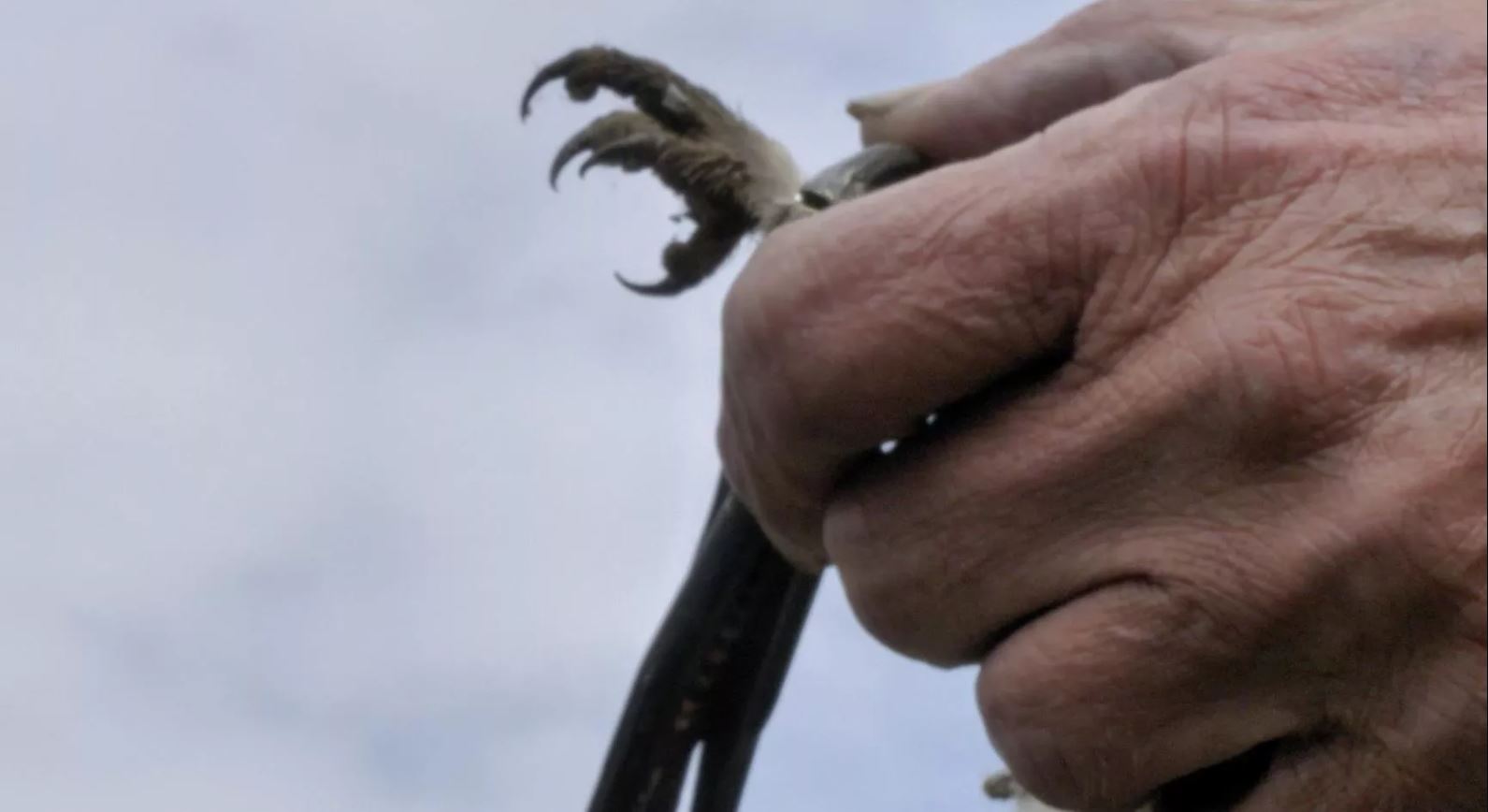 Couverture du film The Shining Tapestry