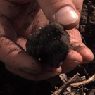 La Chasse aux truffes