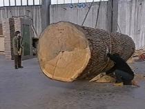 Giuseppe Penone, les chemins de la main