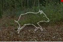 Scènes de chasse au sanglier