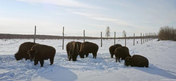 Retour à l'âge de glace, l'hypothèse de Zimov
