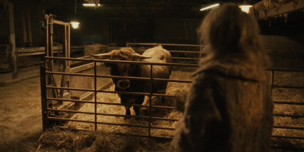 The Bull