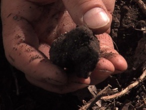 La Chasse aux truffes