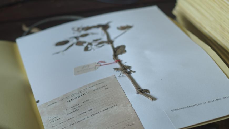L'Arbre de l'authenticite