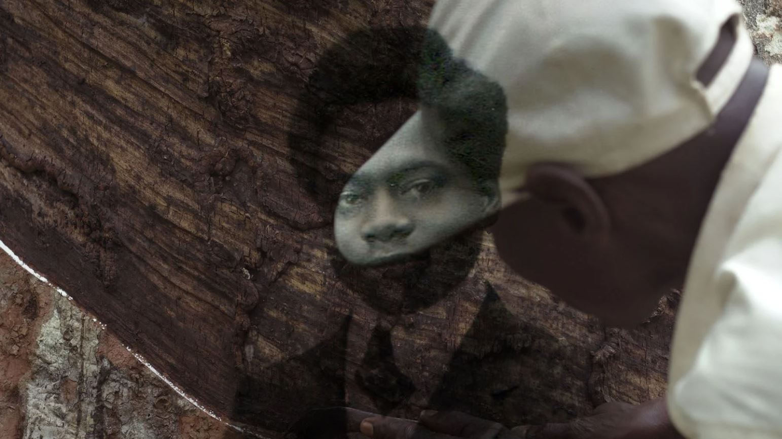L'Arbre de l'authenticite