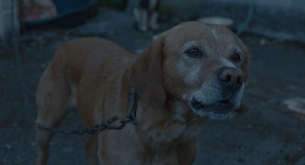 Lâchez les chiens