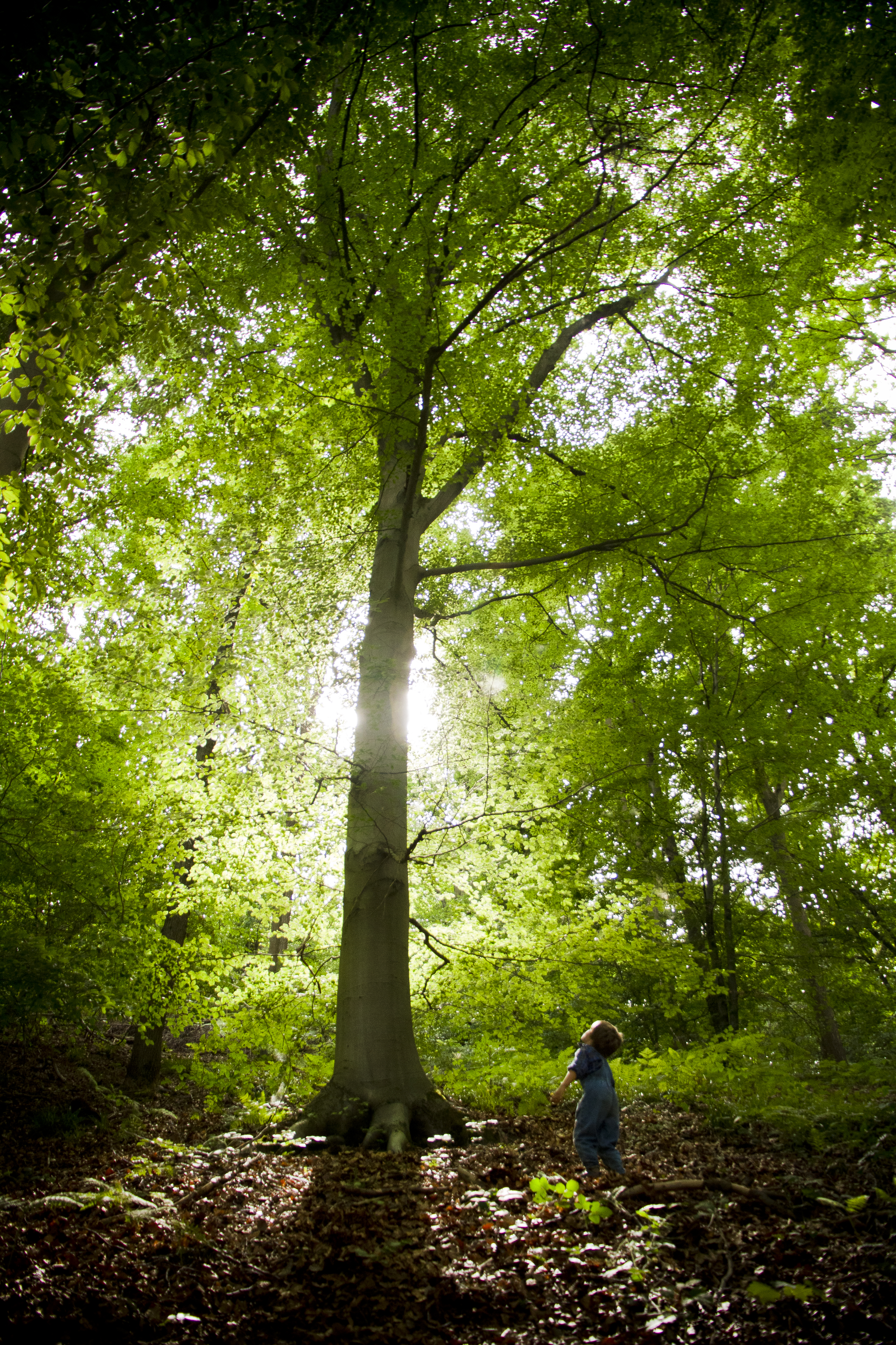 Ma forêt