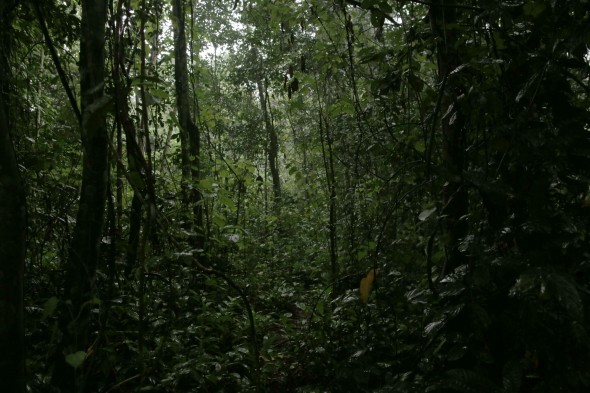 La Miséricorde de la jungle