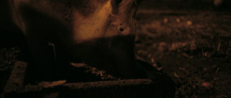 New Pigs on the Block