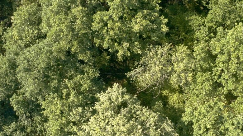 La Sagesse de nos arbres