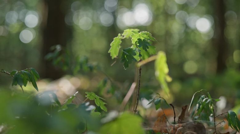 La Sagesse de nos arbres