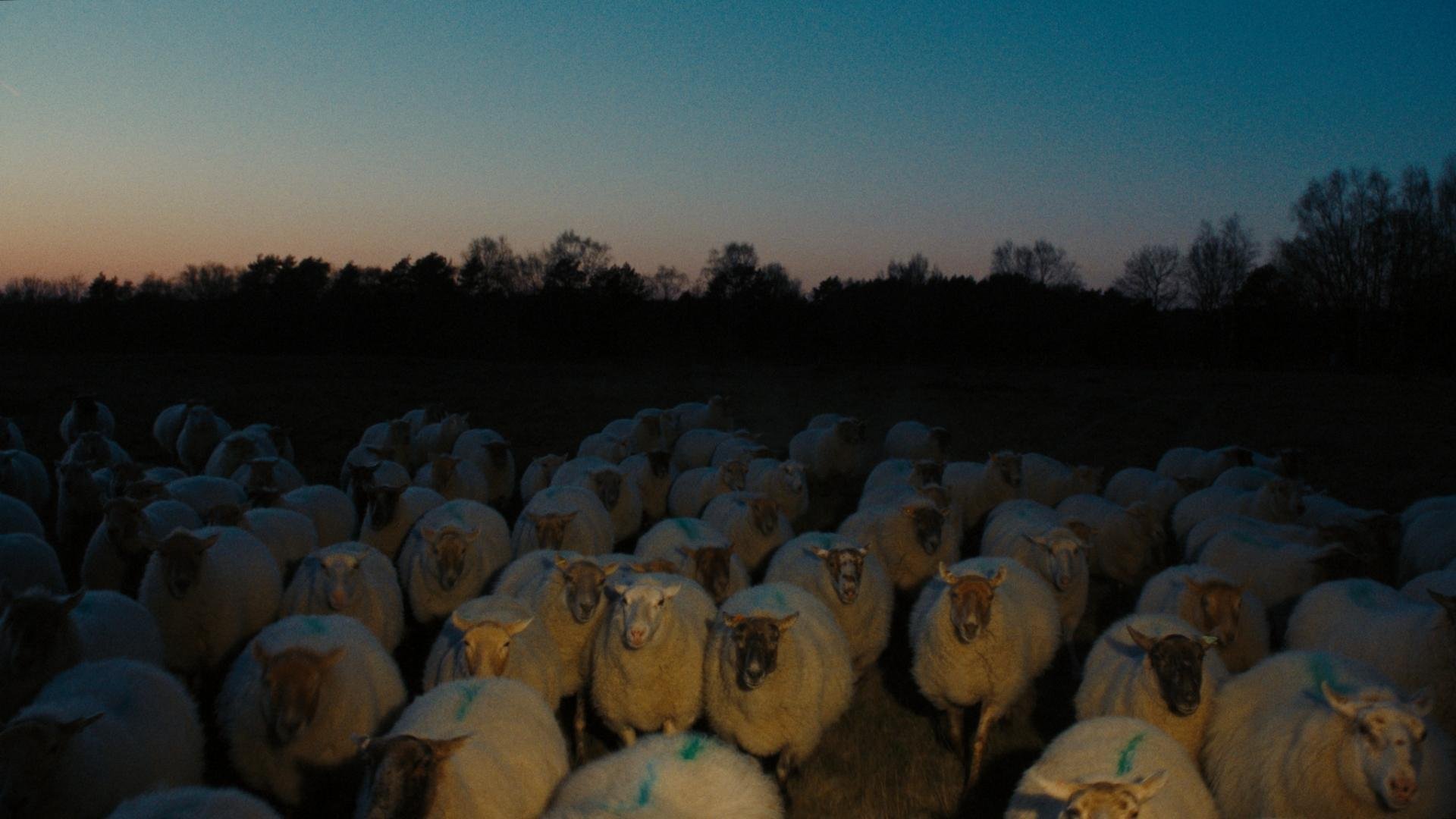 Schaap