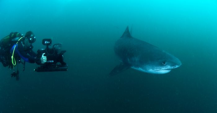 Sharkwise