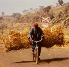 Sur les traces du renard pâle