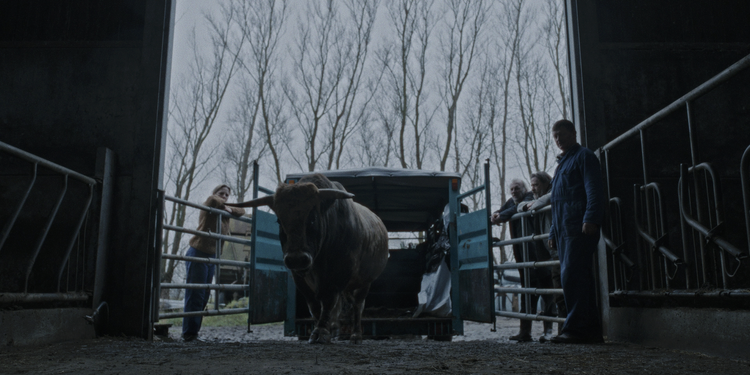 The Bull
