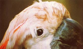 A la recherche de l'oiseau blanc