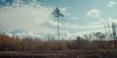 Arbres de Jean-Benoit Ugeux