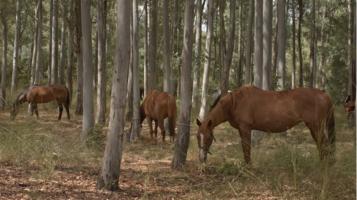 Domus de Janas, histoire de l'arrière-pays sarde