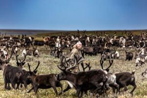 Gaz russe, la dernière route des Nenets