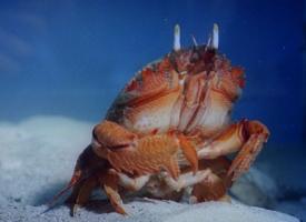 La Grande Barrière de corail