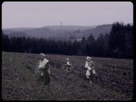 In Flanders Fields