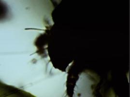 Melantrope