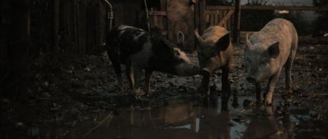 New Pigs on the Block