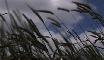 Quand le vent est au blé