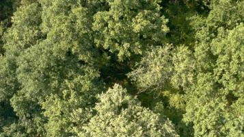La Sagesse de nos arbres