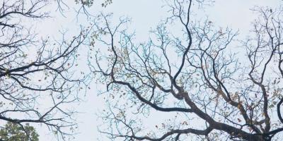 La Sagesse de nos arbres